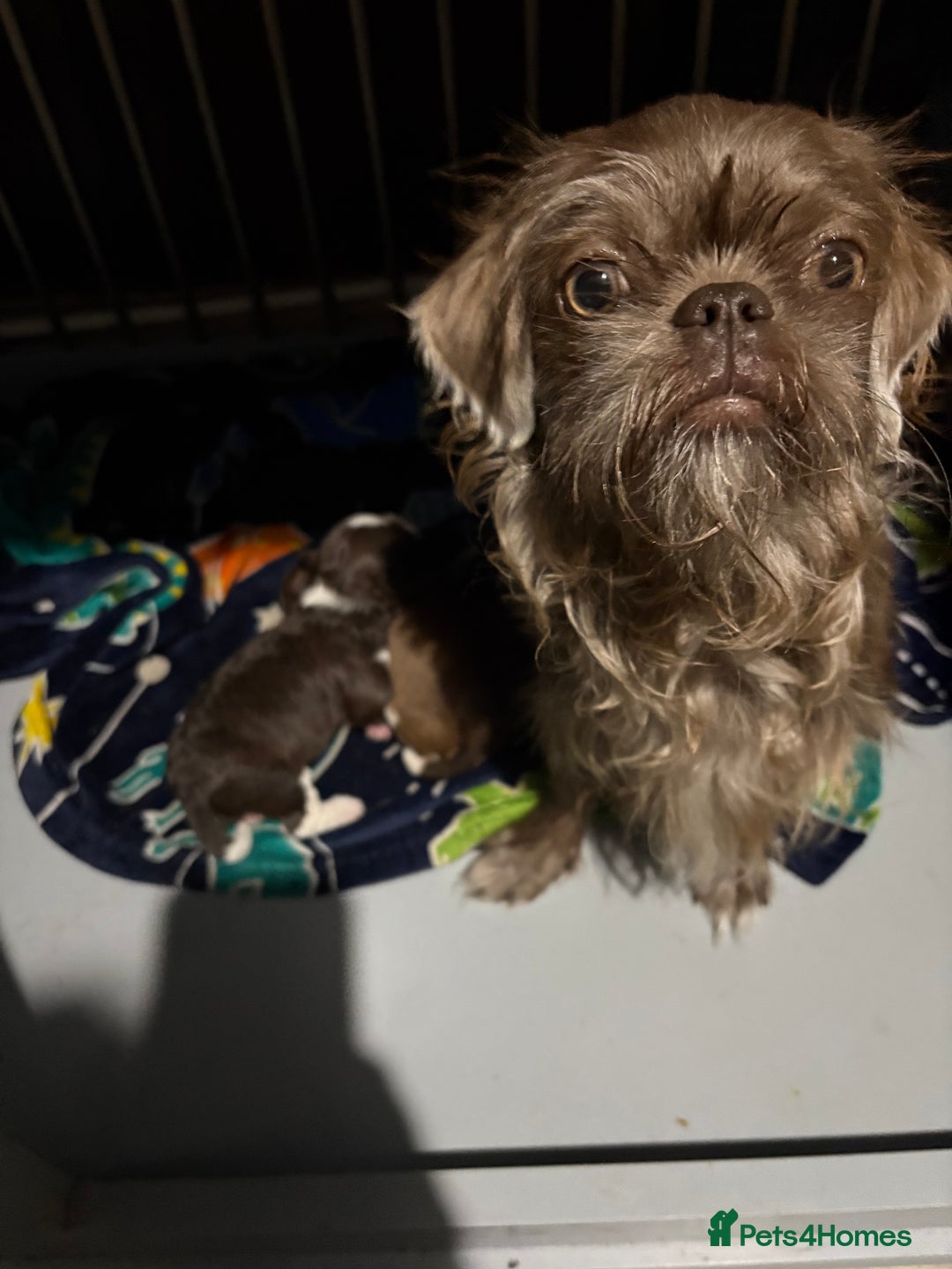 Shihpoo dogs for sale: Lovey shipooh pups  - Image 2