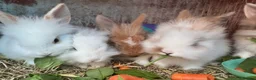 Lionhead rabbits for sale: 8-Week-Old Lionhead Rabbits – 2 Boys & 2 Girls in Mansfield - Advert 4