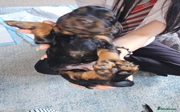 Sprocker dogs for sale: Three gorgeous girls for sale ❤️ - Image 13