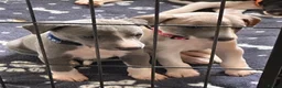 Whippet dogs for sale: KC registered whippet puppies  - Advert 5