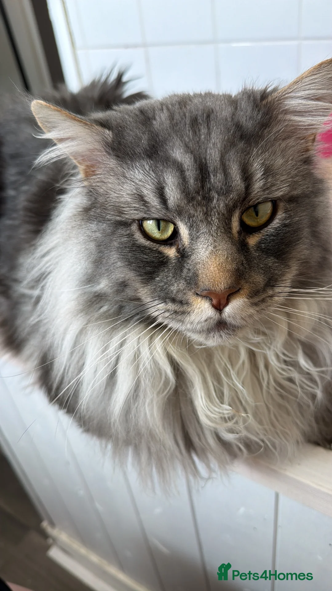 Maine Coon cats for sale: Beautiful Silver MaineCoon- ** ’s Day Boy in Dudley - Advert 2