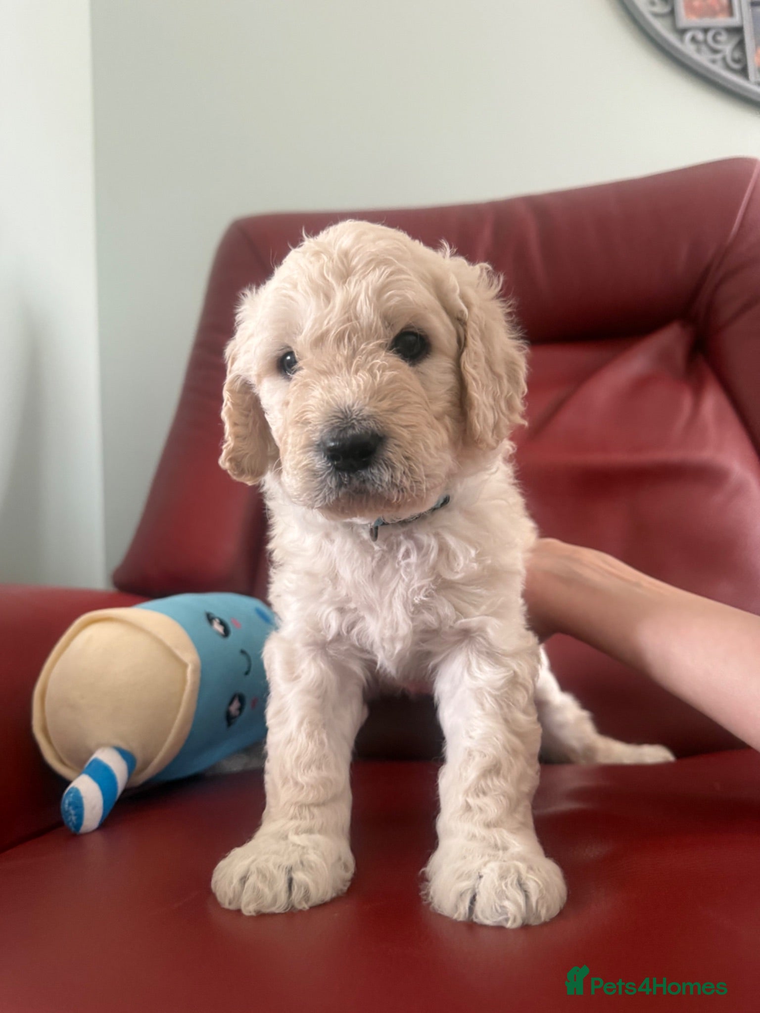 Goldendoodle dogs 🐾 Beautiful Multi-Gen Goldendoodle Puppies - Advert 2
