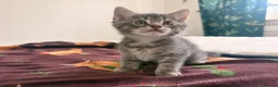 Domestic Shorthair cats for sale: Adorable Male kittens - Advert 10