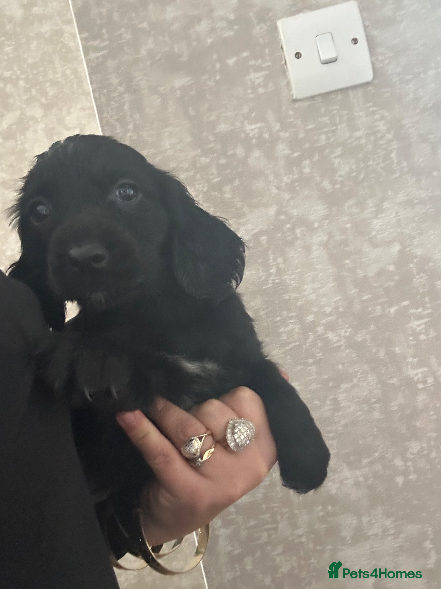 Cocker Spaniel dogs Cocker spaniel puppies - Advert 19