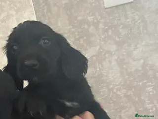 Cocker Spaniel dogs Cocker spaniel puppies - Advert 19