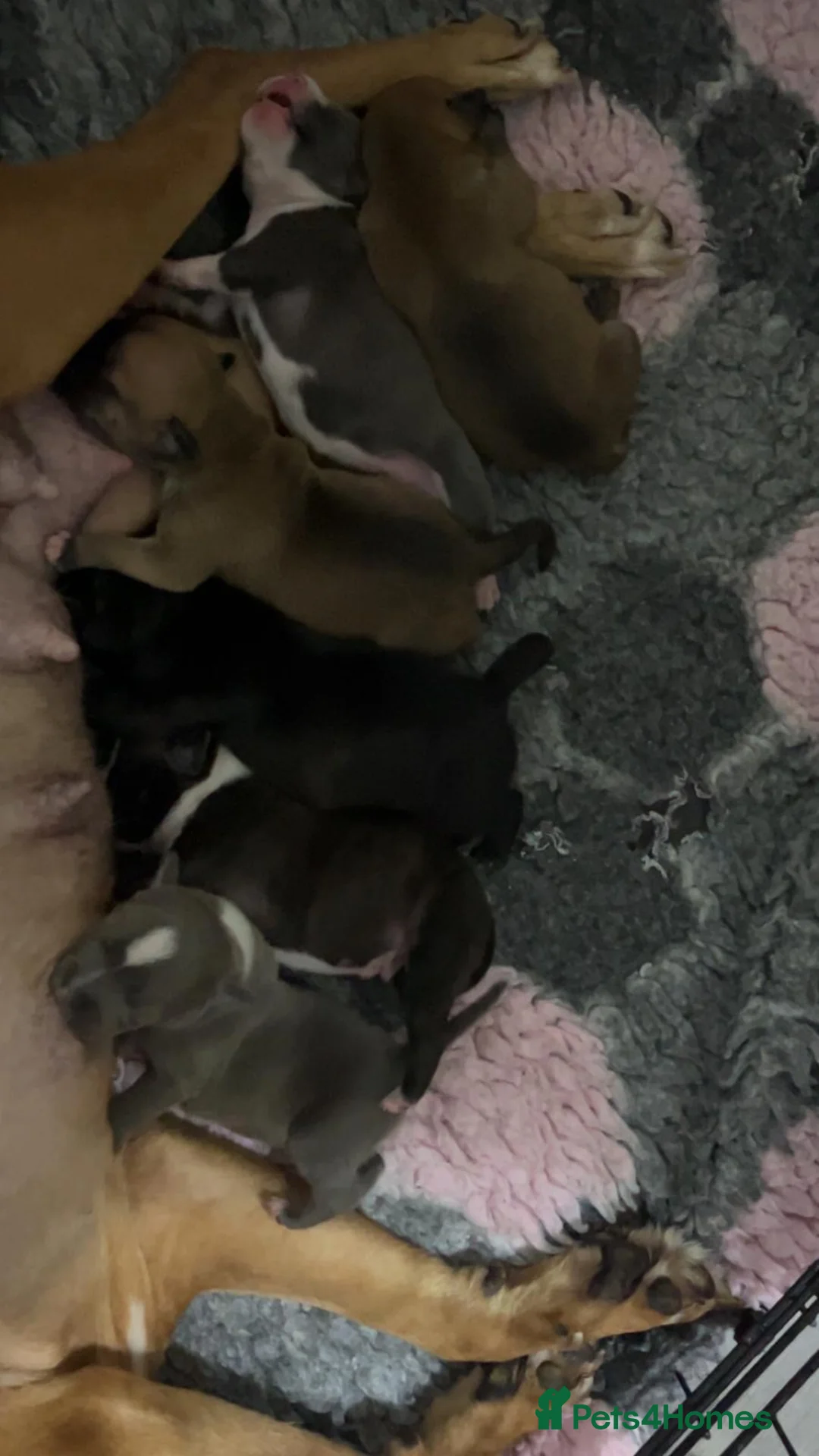 Staffordshire Bull Terrier dogs for sale: Staffordshire bull terrier puppies  - Advert 2