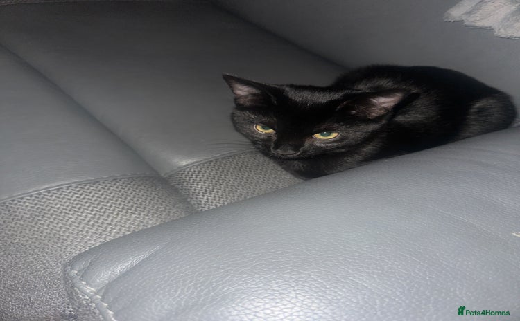 Mixed Breed cats Playful black kitten - Advert 1