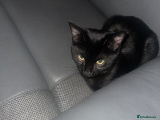 Mixed Breed cats Playful black kitten - Advert 1