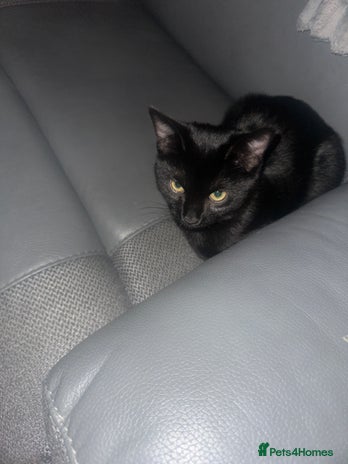 Mixed Breed cats Playful black kitten - Advert 1