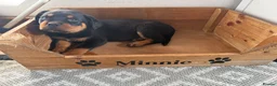 Rottweiler dogs for sale: 3 Male Rottweiler puppies  in Worksop - Advert 5