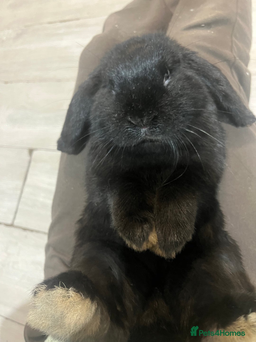 French Lop rabbits for sale: bunny - Advert 9
