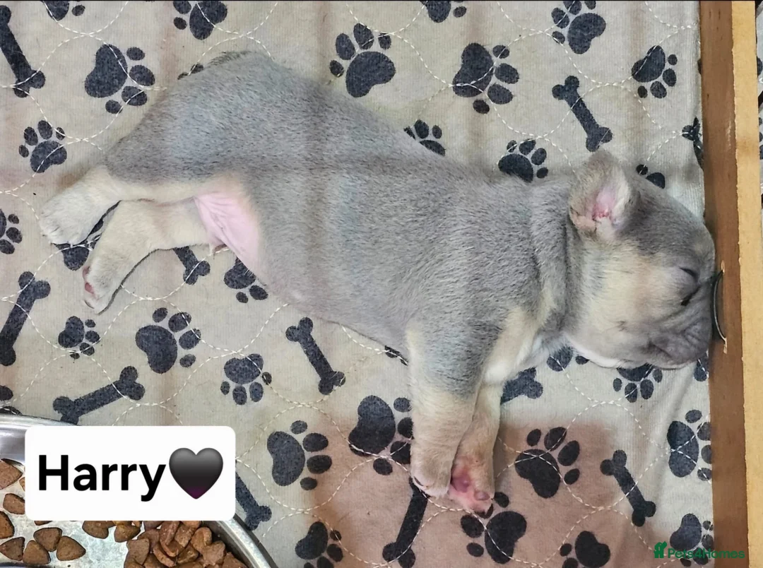 French Bulldog dogs for sale: French bulldog pups in Shotts - Advert 2