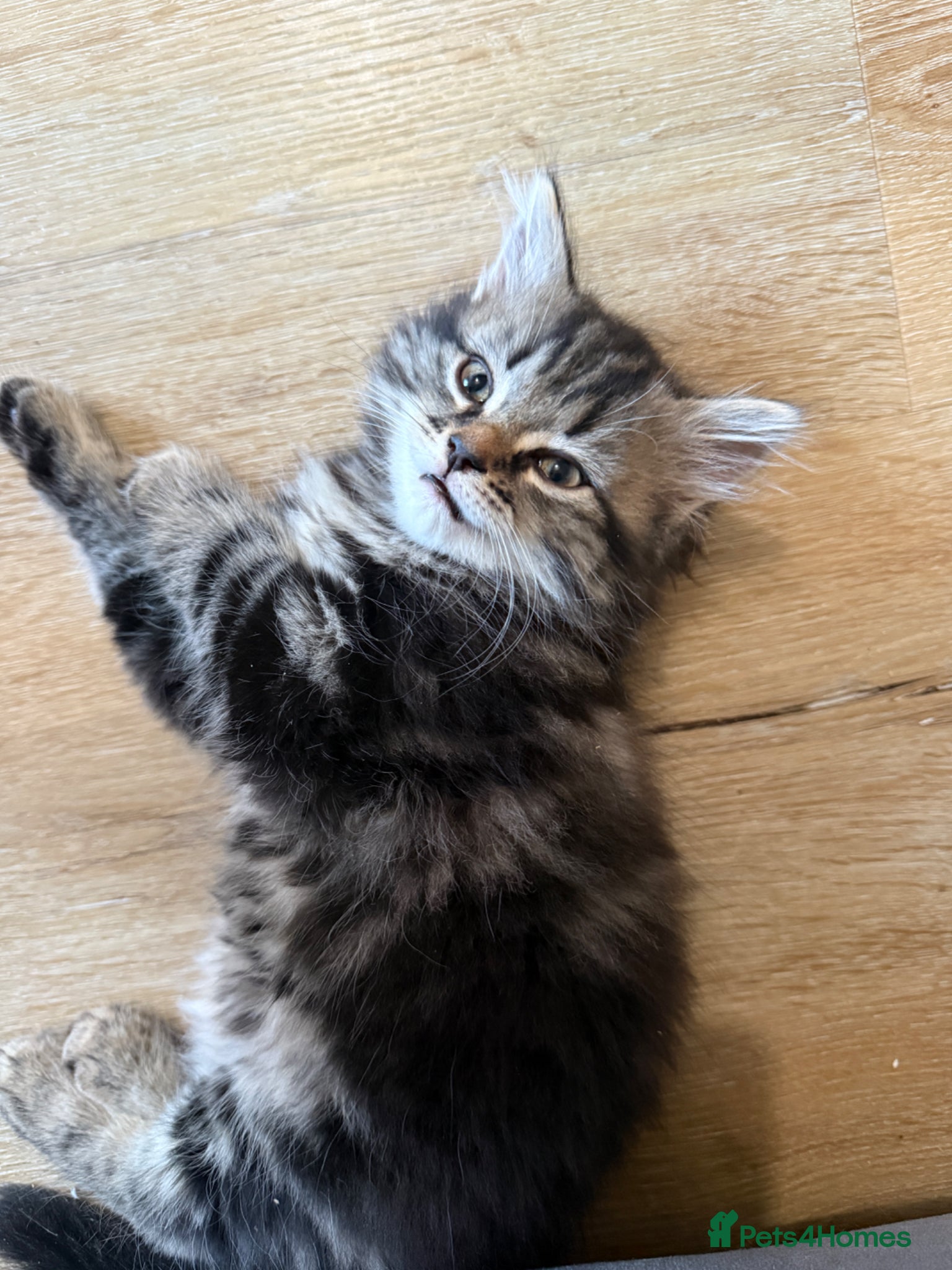 Mixed Breed cats Persian cross kittens! Ready to leave!! - Advert 6