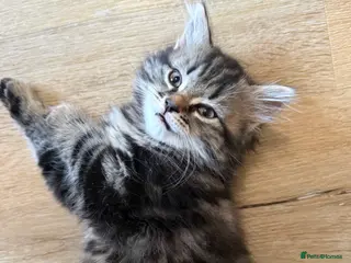 Mixed Breed cats Persian cross kittens! Ready to leave!! - Advert 6