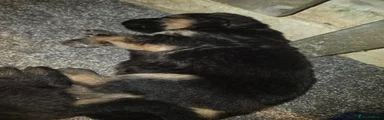 German Shepherd 7