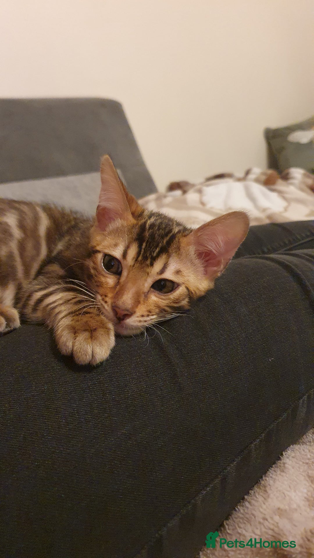 Bengal cats for sale: Beautiful Bengal kittens - Advert 10