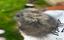 Mini Lion Lop rabbits for sale: Bunny’s !! - Image 2