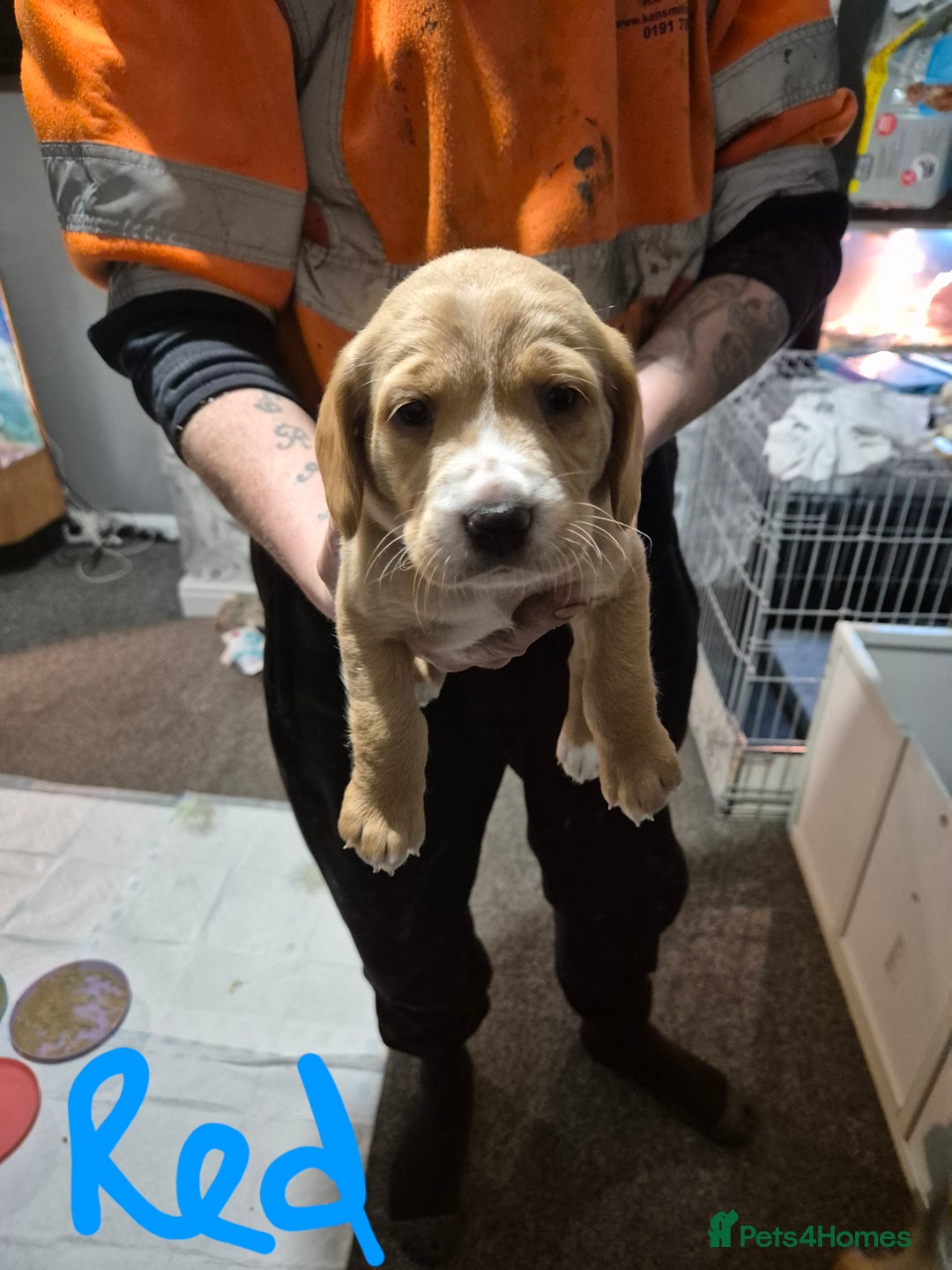 Springador dogs for sale: 3 springador puppies for sale  - Advert 11