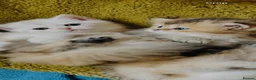 Scottish Fold cats for sale:  Kittens Ready for Their Forever Homes - Advert 7