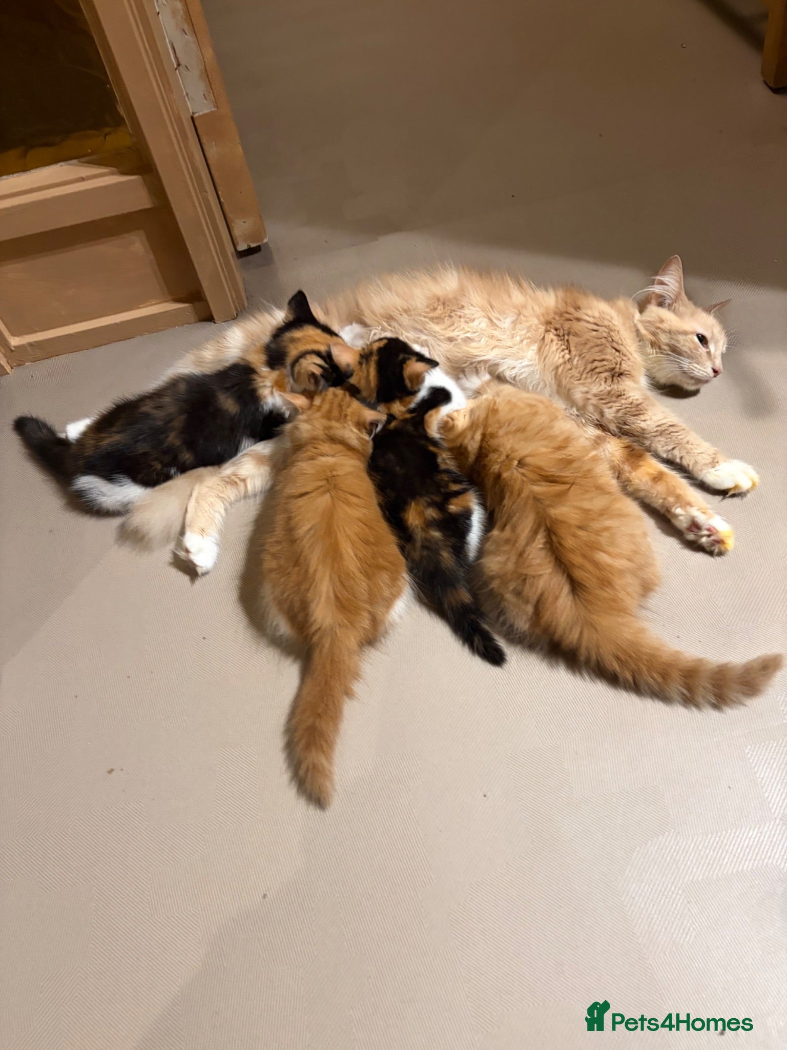 Mixed Breed cats Beautiful kittens for sale !! - Advert 7