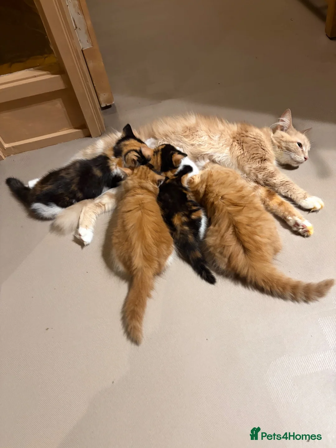 Mixed Breed cats for sale: Beautiful kittens for sale !! in Girvan - Advert 1