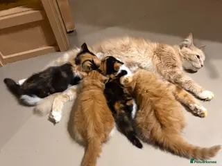 Mixed Breed cats Beautiful kittens for sale !! - Advert 3