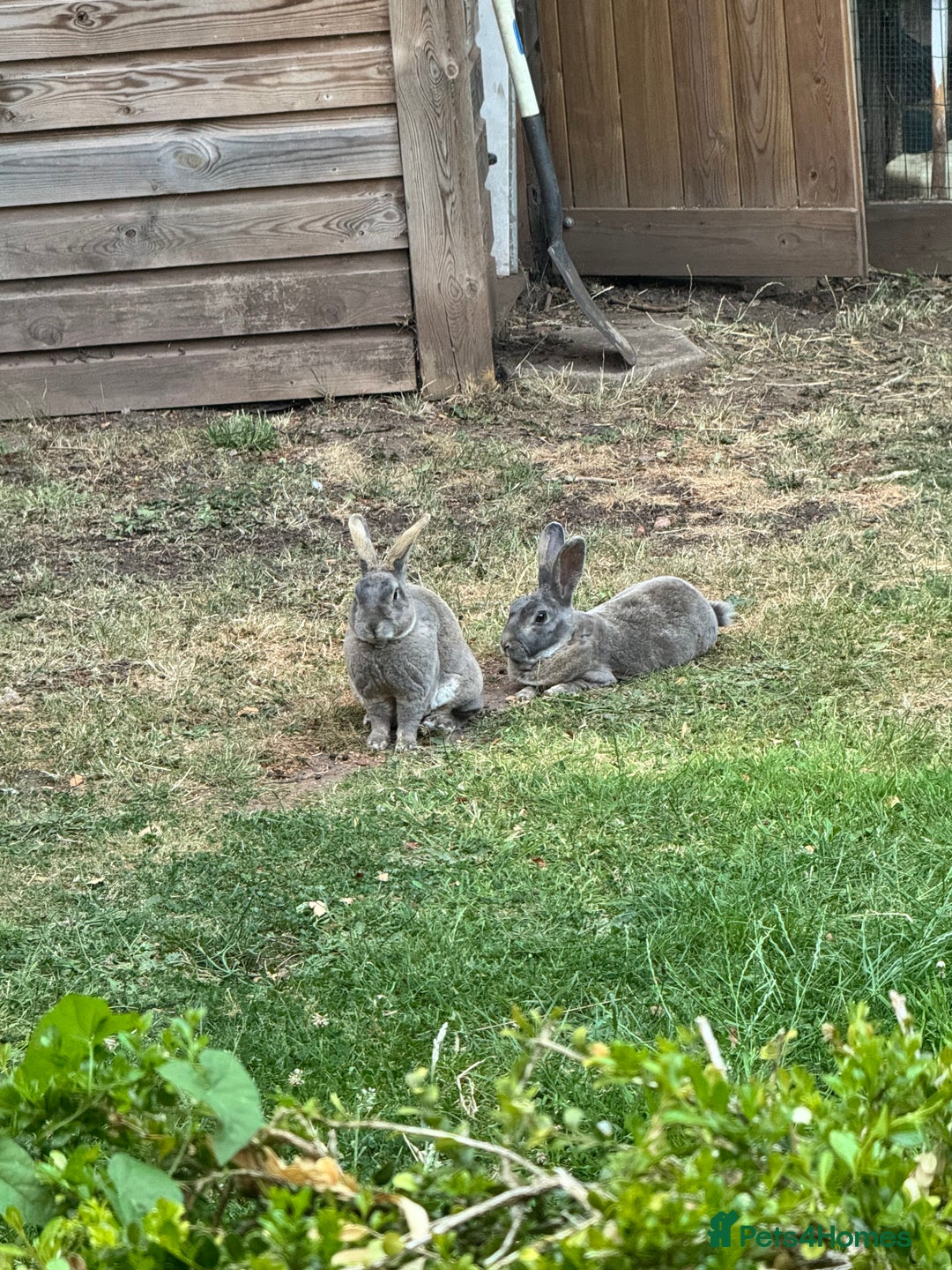Rex rabbits for sale: Male Rex Rabbits  - Image 4