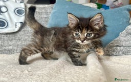 Maine Coon cats for sale: Maine Coon Kittens - Image 1