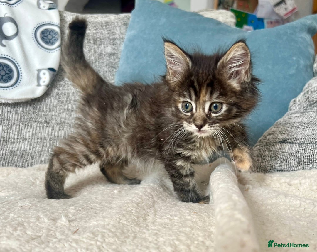 Maine Coon cats for sale: Maine Coon Kittens - Image 1