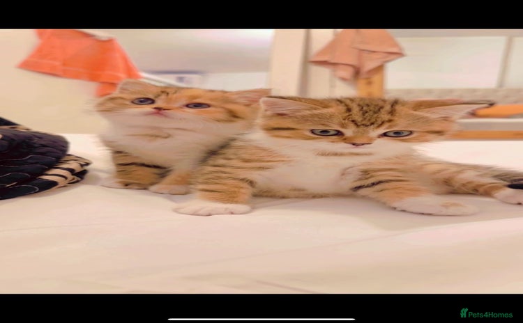 British Shorthair cats - Advert 1