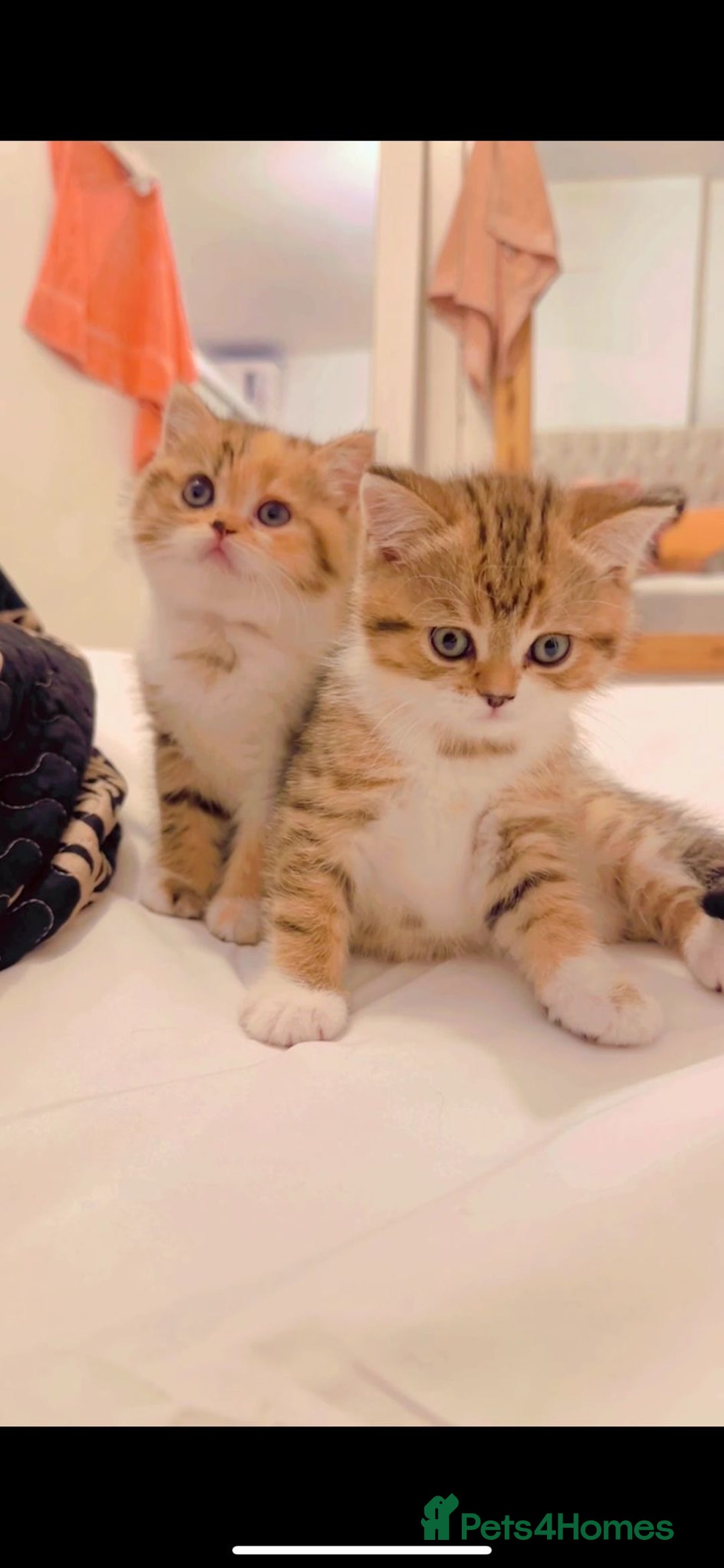 British Shorthair cats for sale: British short hair - Image 1