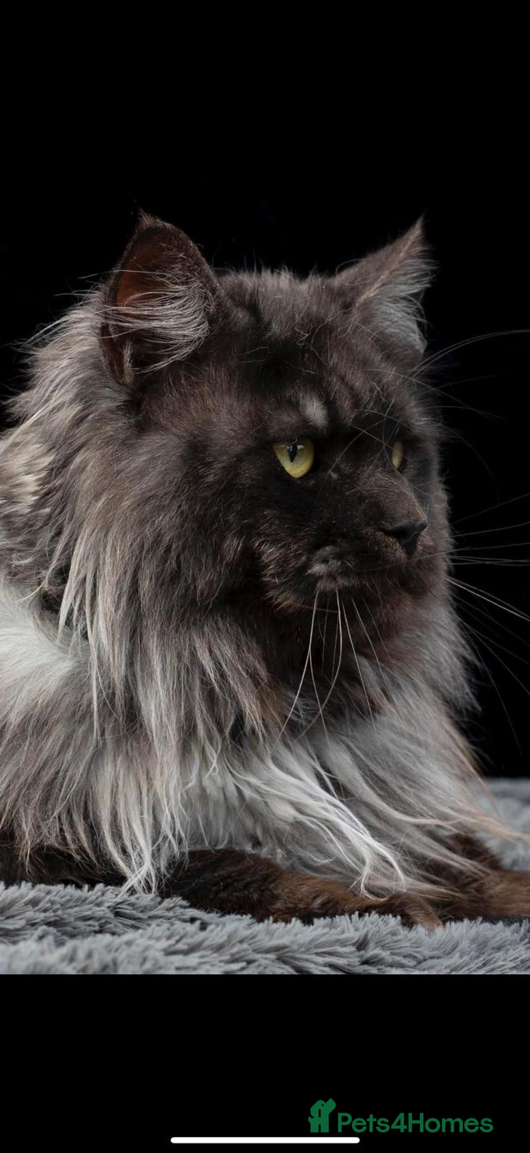 Maine Coon cats for sale: Last 2 Maine coon kittens  - Image 15