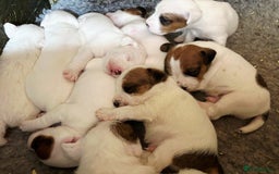 Parson Russell dogs for sale: Quality Parson Russell terrier pups - Image 2