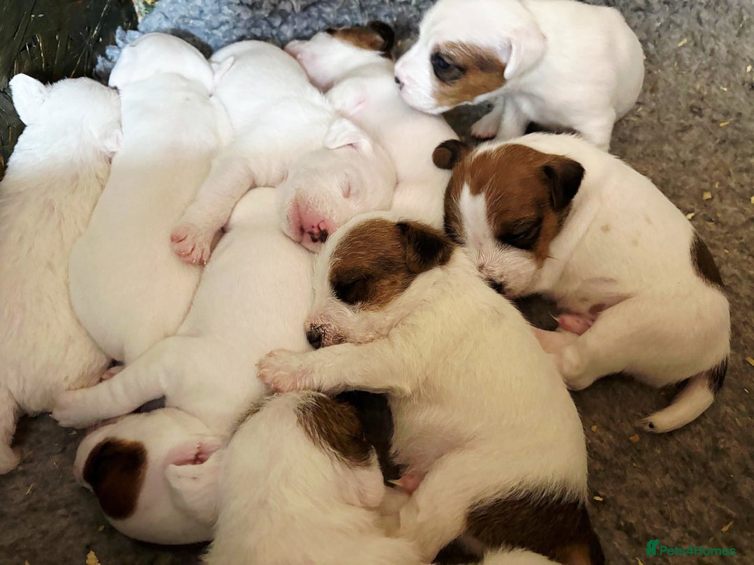 Parson Russell dogs for sale: Quality Parson Russell terrier pups - Image 2