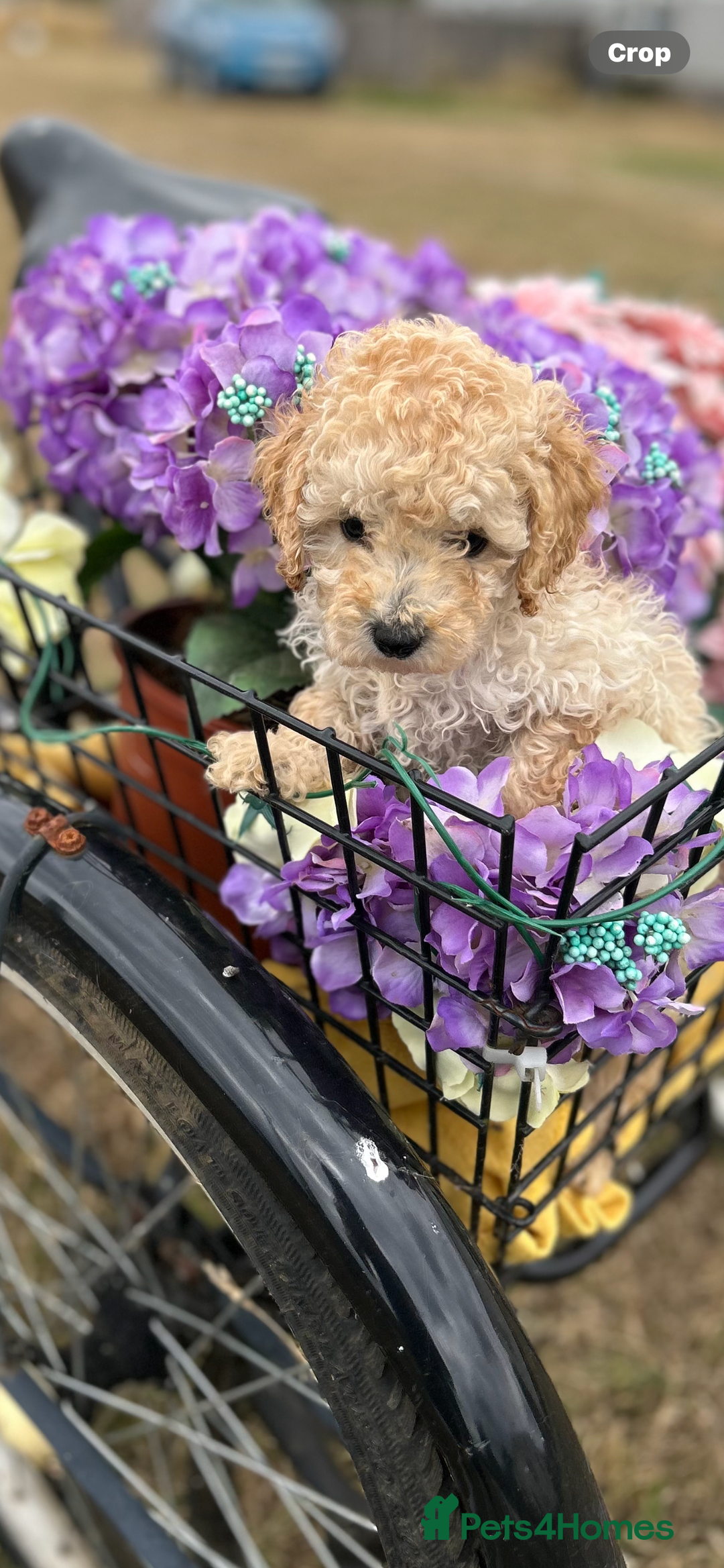 Cockapoo dogs for sale: YANKYDOODLES  ( COCKERPOOS) - Image 2