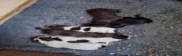 Cocker Spaniel dogs for sale: FTCH x OFTW in Bridgend - Advert 8