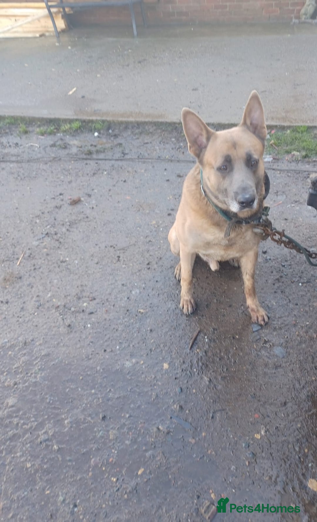 Belgian Shepherd Dog dogs for sale: Belgian Malinois  - Advert 7