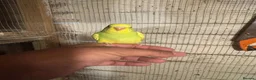 Budgerigars birds for sale: Budgies for sale £40 each collection mk404nn - Advert 4