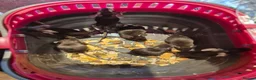 Mouse rodents for sale: Cute Male Fancy Mice - Advert 7
