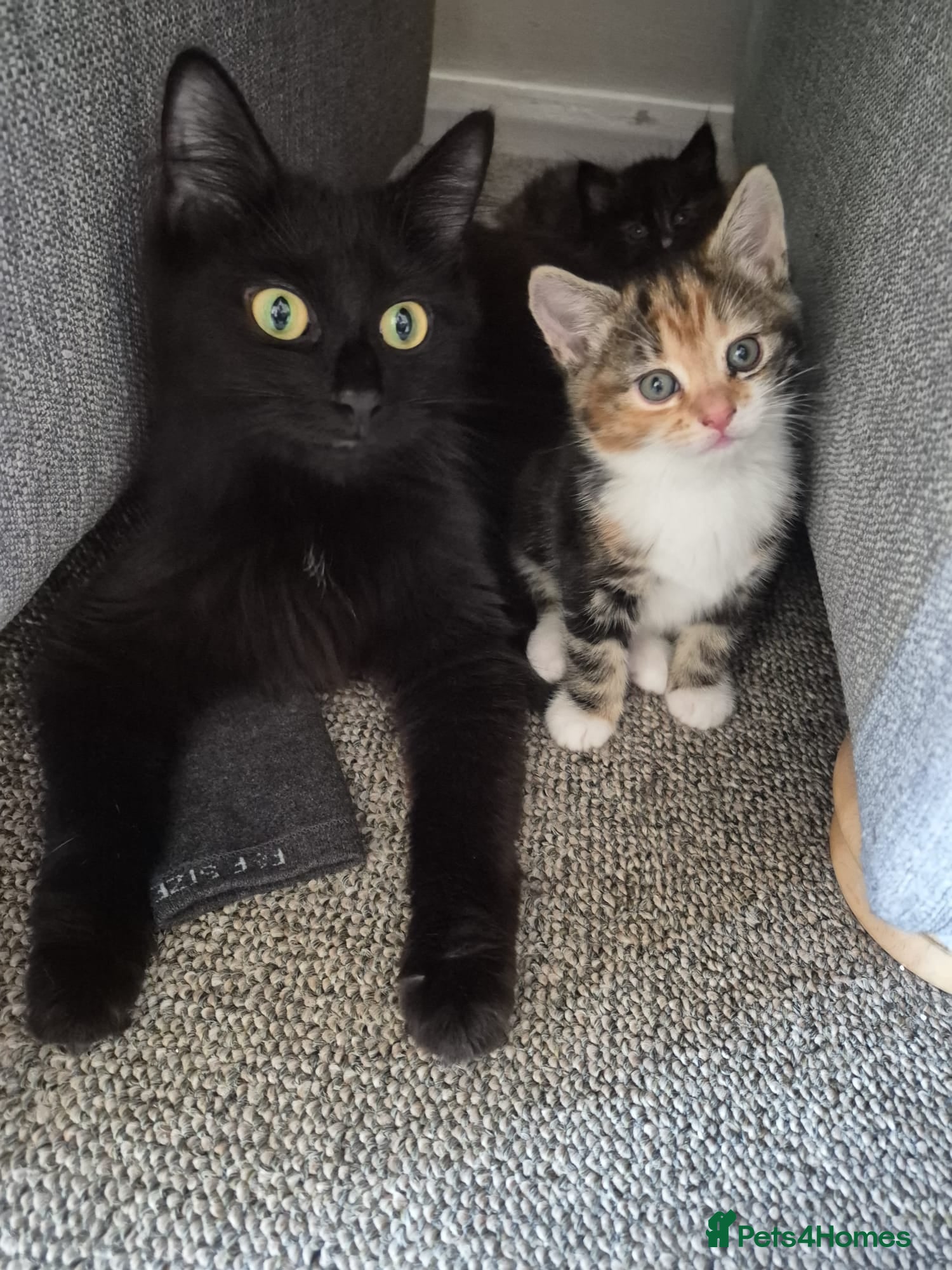 British Shorthair cats Cute Tabby Calico Mix - Advert 1