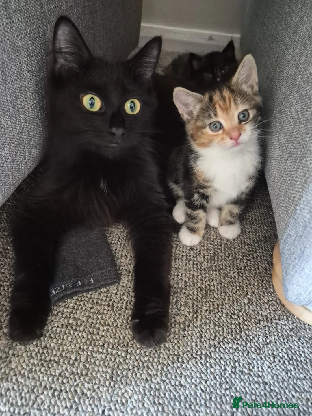 British Shorthair cats for sale: Cute Tabby Calico Mix - Advert 1