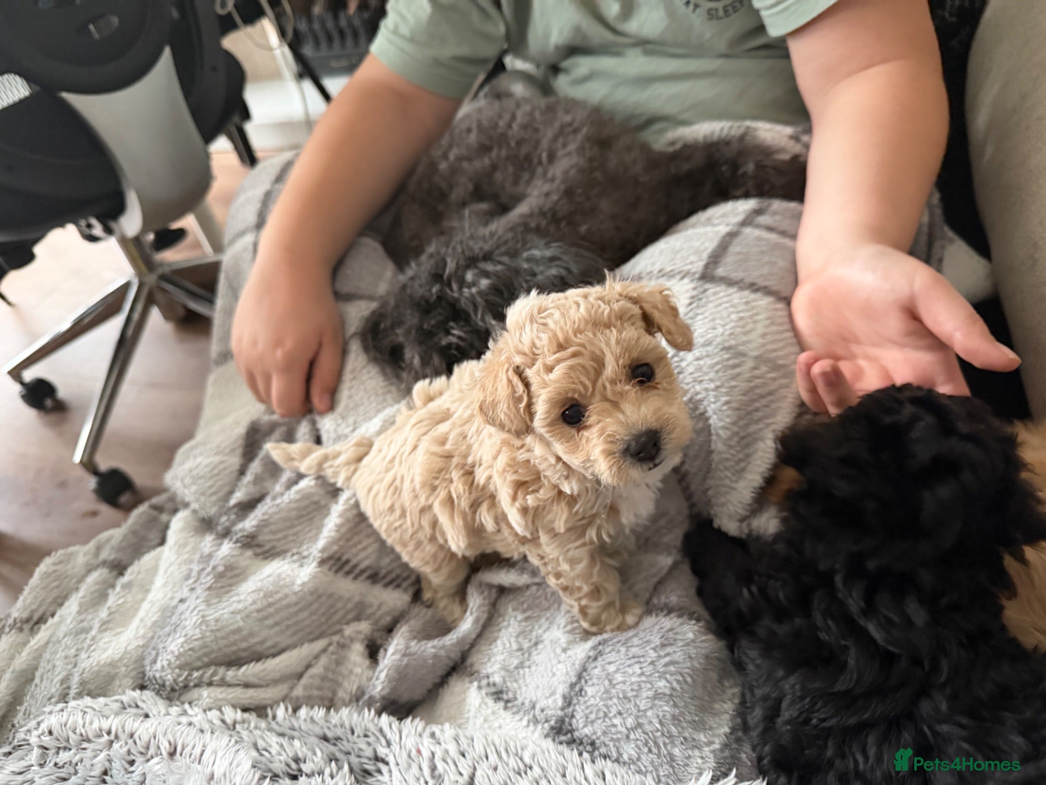 Toy Poodle dogs Pretty Asian Micro Toy Poodle X Toy Poodle Puppies - Advert 2