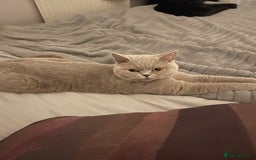 British Shorthair cats for sale: For adoption  - Image 7