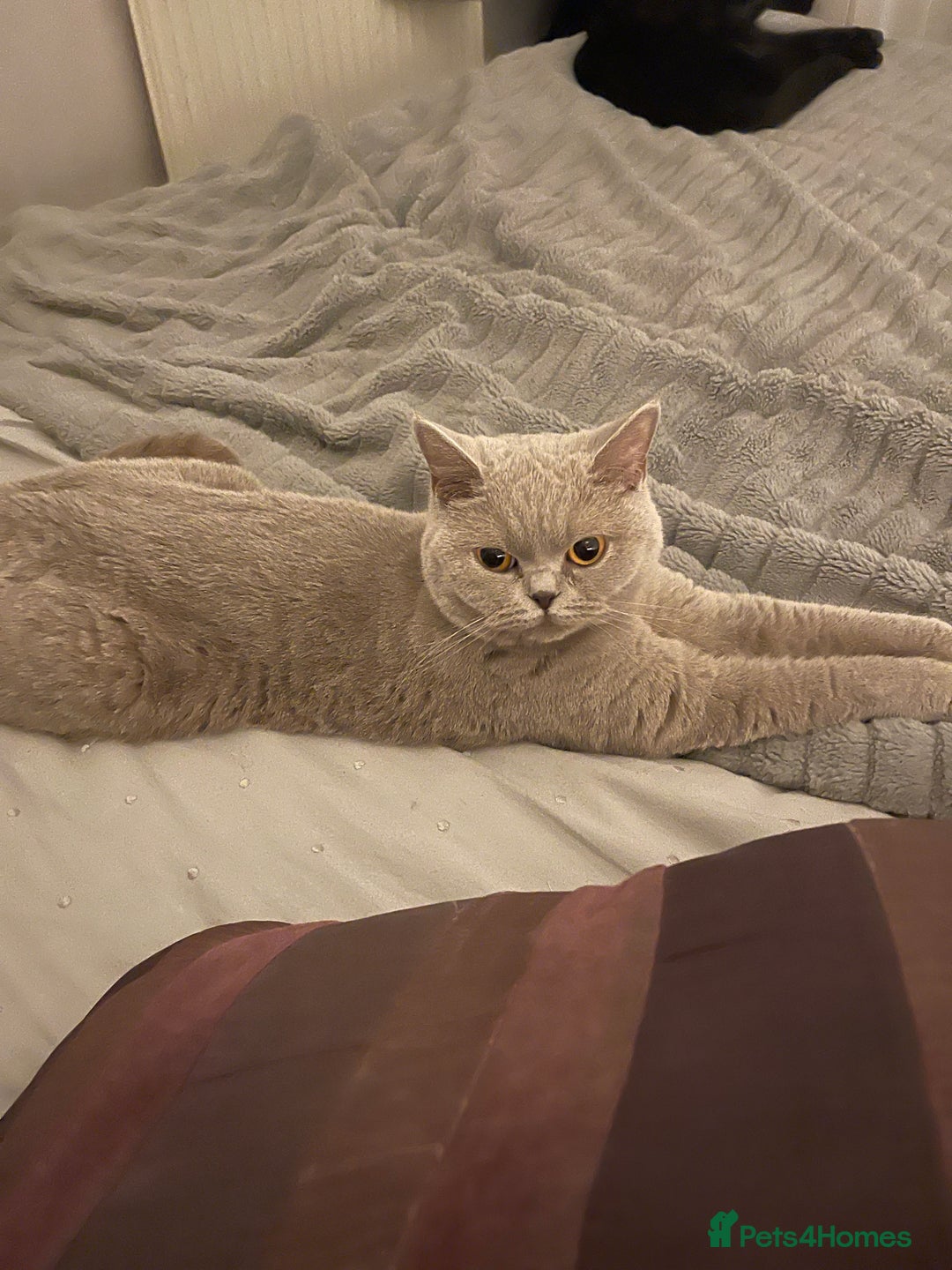 British Shorthair cats for sale: For adoption  - Image 7