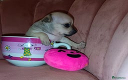 Chihuahua dogs for sale: Chihuahua girls 🩷🩷🩷 - Advert 4