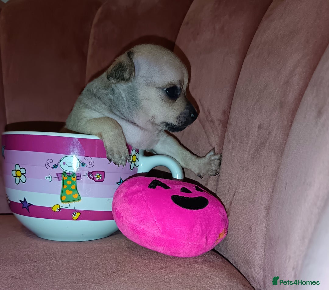 Chihuahua dogs for sale: Chihuahua girls 🩷🩷🩷 - Advert 4