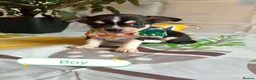Chihuahua dogs for sale: Chihuahua puppies - Advert 7