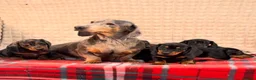 Miniature Dachshund dogs for sale: STUNNING KC MINI DACHSHUND PUPPIES READY NOW  - Advert 8