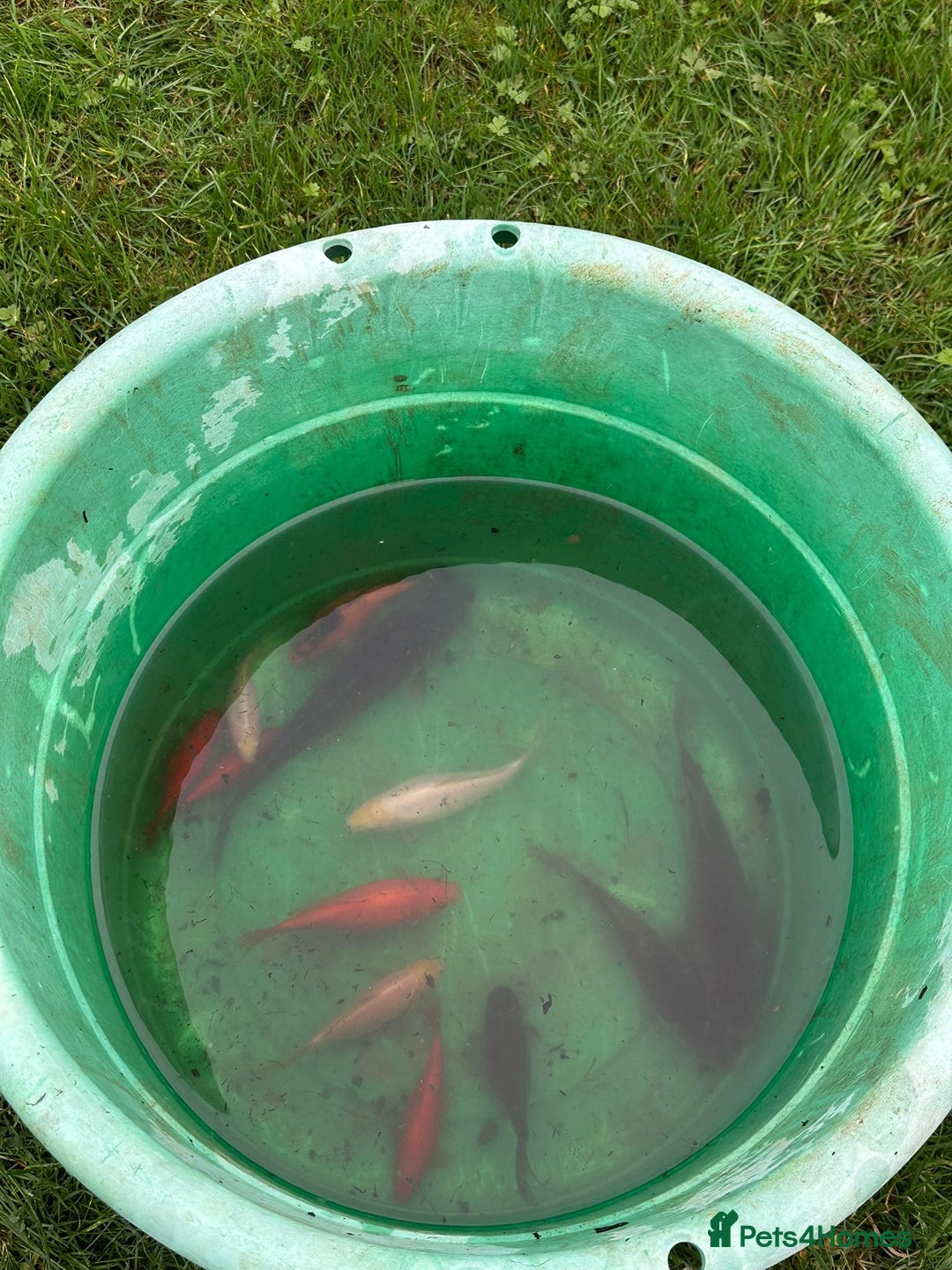 Pond Fish fish for sale: Pond fish gold fish and carp - Advert 1