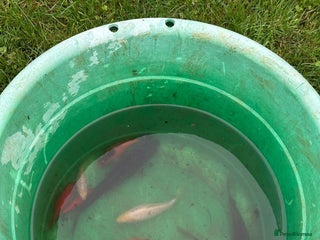 Pond Fish fish Pond fish gold fish and carp - Advert 16